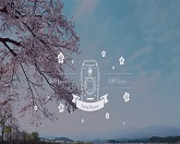 100 Cameras, 100 Views [Spring Blossom]